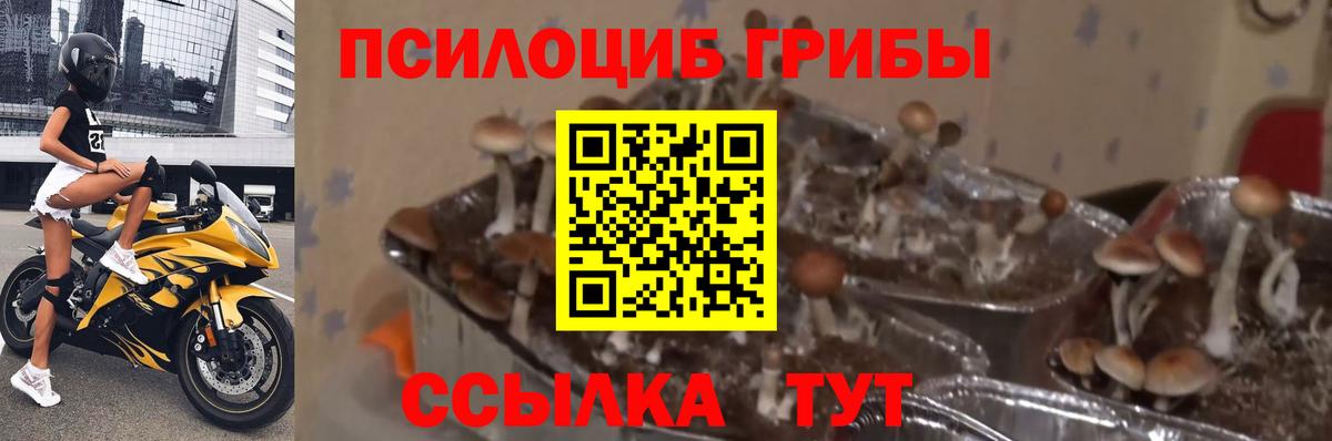 Урус-Мартан  Псилоцибиновые грибы мухоморы  Псилоцибиновые грибы ЛСД  Вход с VPN 
